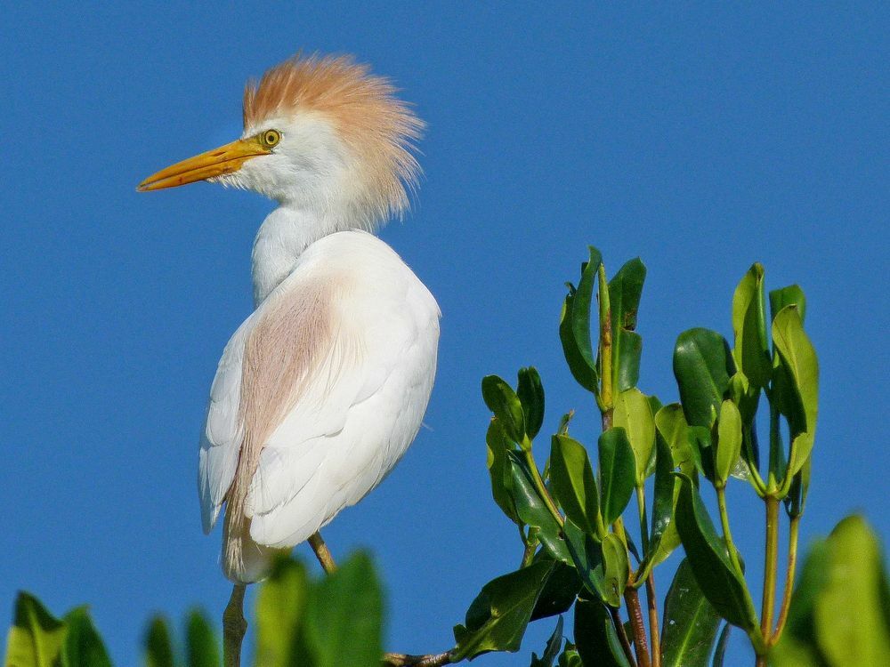 Click to See Next Image